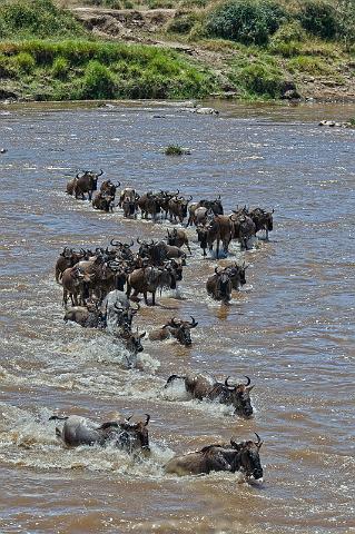 086 Tanzania, N-Serengeti, migratie van de gnoes.jpg